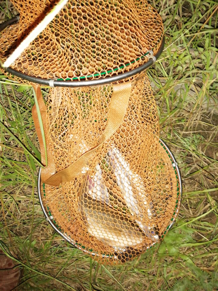 关于赛后费耶诺德备战社区盾，临场应变细节曝光，目标明确，细节决定成败的信息