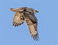 爱游戏在线入口 -关于鲬Y瞶)殔偅,D佁的信息